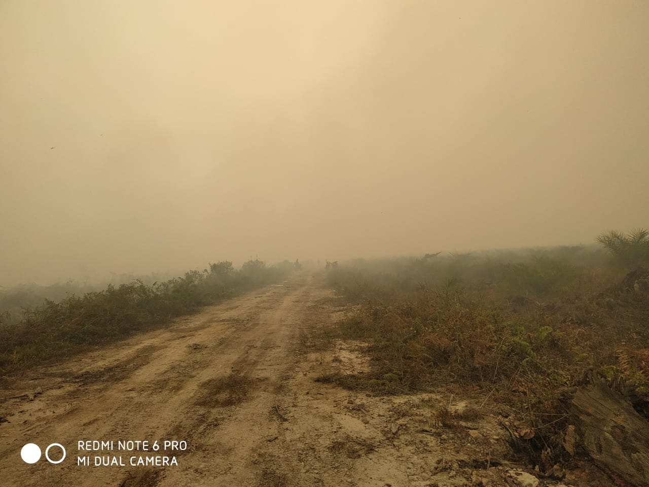 kawasan terbakar, di desa Sido Mukti Kecamatan Dendang Kabupaten Tanjung Jabung Barat